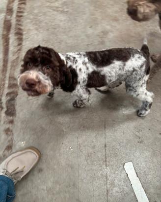 Lagotto Romagnolo Femmina