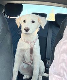 Fiorella stupenda mix golden in adozione