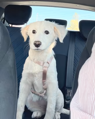 Fiorella stupenda mix golden in adozione