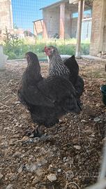 Brahma Nere collo striato Galline e Galli