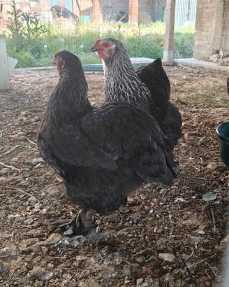 Brahma Nere collo striato Galline e Galli