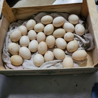 U ova di anatra muta