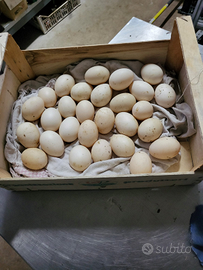 U ova di anatra muta