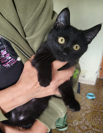 Gatto cuccioli maschio e femmina