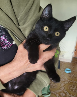 Gatto cuccioli maschio e femmina