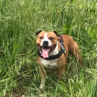 Staffordshire bull terrier per Monta