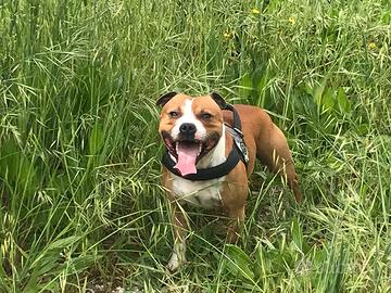 Staffordshire bull terrier per Monta