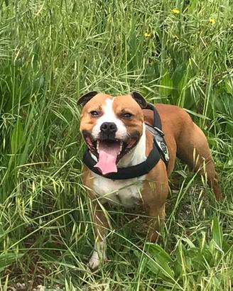 Staffordshire bull terrier per Monta