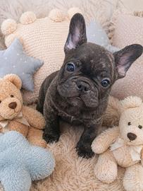 Cucciolo bulldog francese esotico
