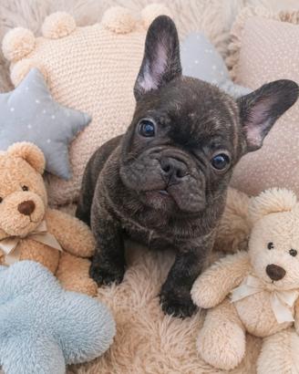 Cucciolo bulldog francese esotico