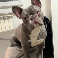 Bulldog Francese per monta