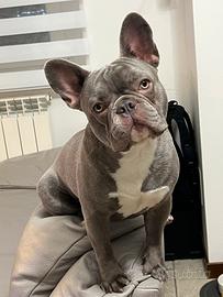 Bulldog Francese per monta
