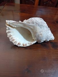 grande conchglia