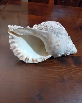 grande conchglia