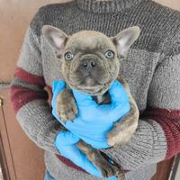 Bulldog francese Salerno