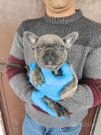 Bulldog francese Salerno