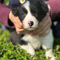 Cuccioli border-collie