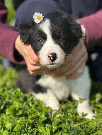 Cuccioli border-collie