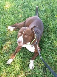 American Pitbull da riproduzione per monta