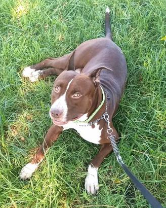 American Pitbull da riproduzione per monta