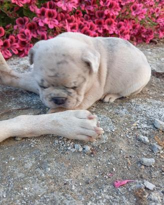 Bulldog francese