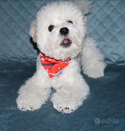 Cuccioli, cagniolini belli ed eleganti Bichon