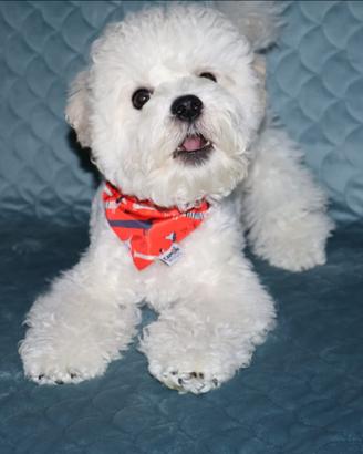 Cuccioli, cagniolini belli ed eleganti Bichon
