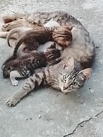 Gratis Gatti