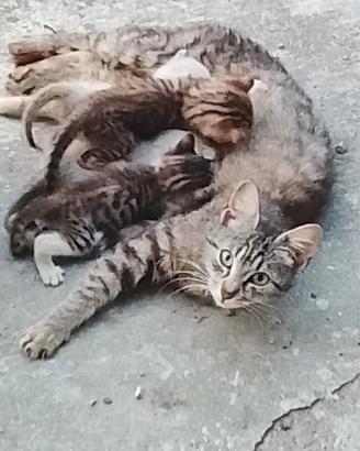 Gratis Gatti