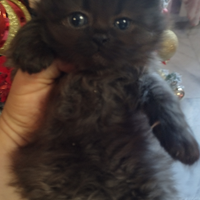 Gattini siberiano 2 mesi nato in casa