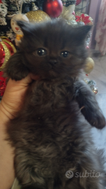 Gattini siberiano 2 mesi nato in casa