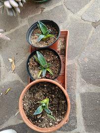 piantine agave parrasana