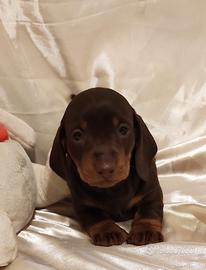 Cuccioli di bassotto