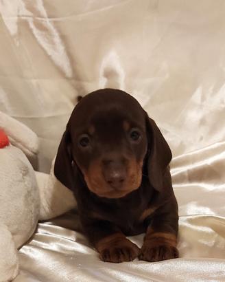 Cuccioli di bassotto