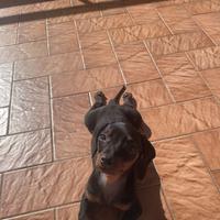 Cucciola di bassotto