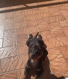 Cucciola di bassotto