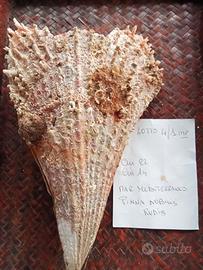 conchiglia bivalva gigante Mediterraneo 