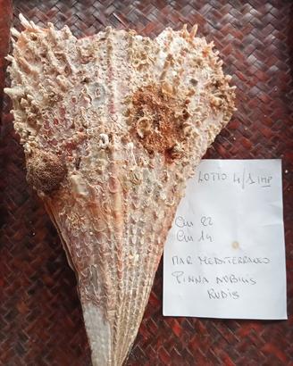 conchiglia bivalva gigante Mediterraneo 