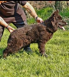 Cucciola di 5 mesi di pastore tedesco