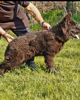 Cucciola di 5 mesi di pastore tedesco