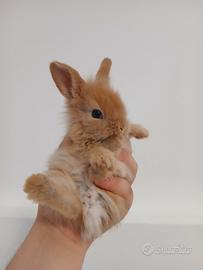 Coniglietti Nani Incrocio Ariete x Testa di leone