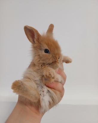 Coniglietti Nani Incrocio Ariete x Testa di leone