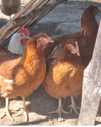 Galline ovaiole