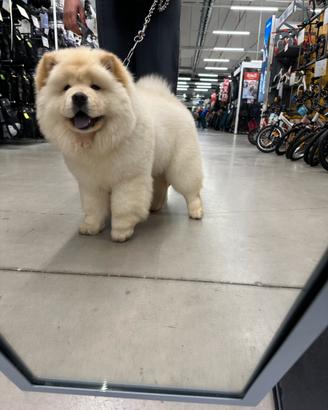 Chow chow