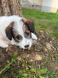 Jack Russel pelo broken