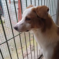 Maschio 9 mesi taglia medio/contenuta