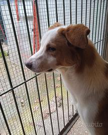 Maschio 9 mesi taglia medio/contenuta