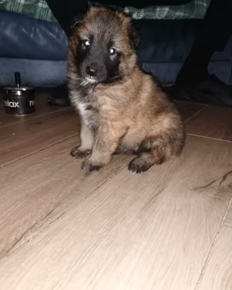 Cuccioli Pastore Belga tervuren e gronendal