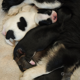 Cuccioli di chihuahua