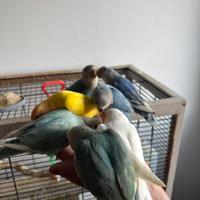 Inseparabili allevato a mano